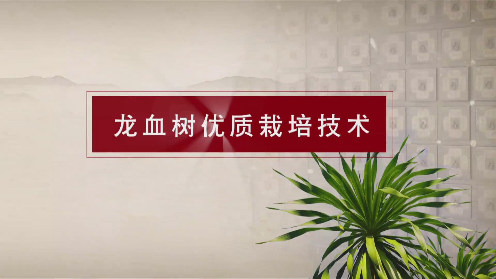 《“一带一路” 龙血树优质栽培技术》宣传