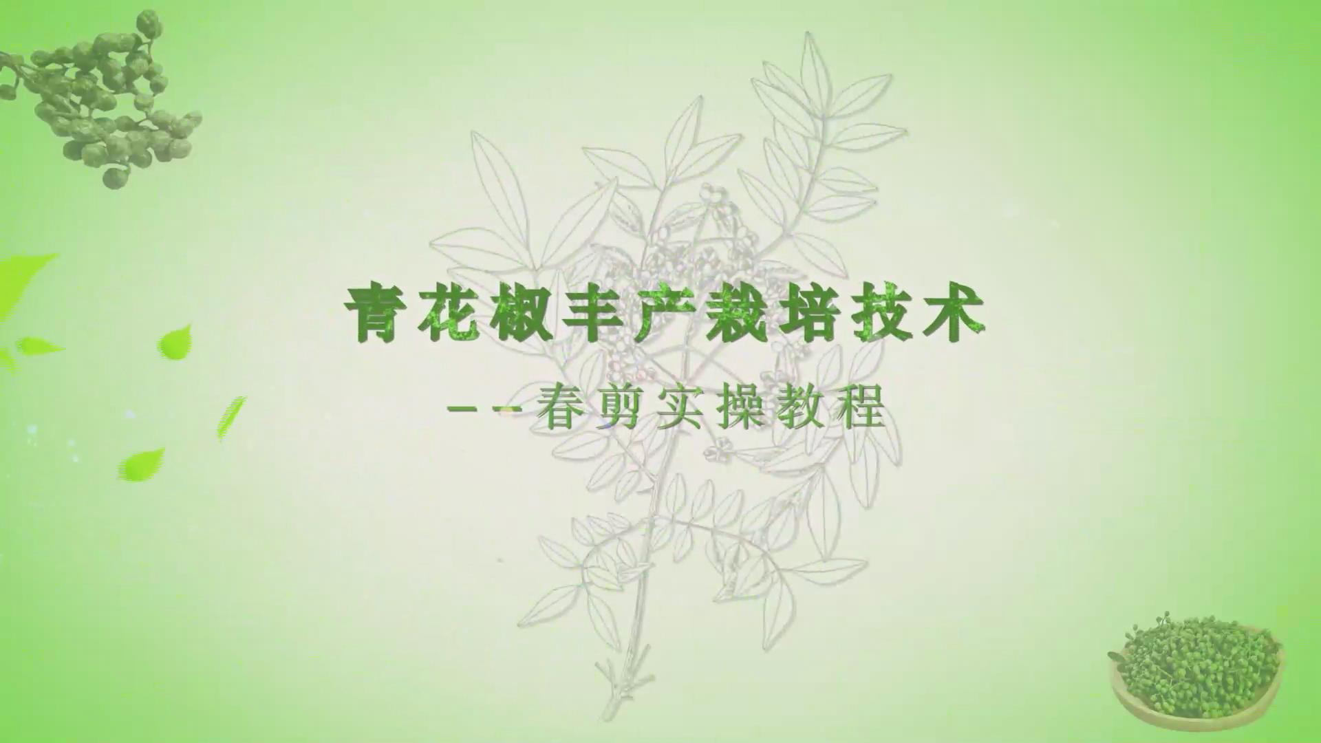 青花椒丰产栽培技术--春剪实操教程