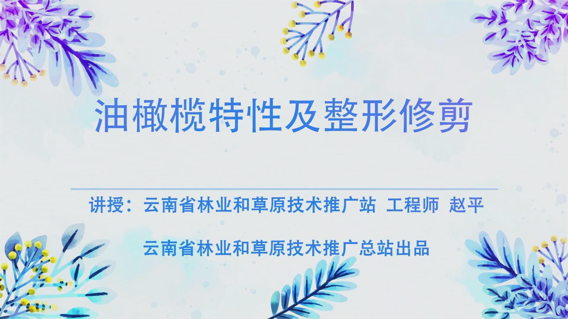 油橄榄的整形修剪（四）