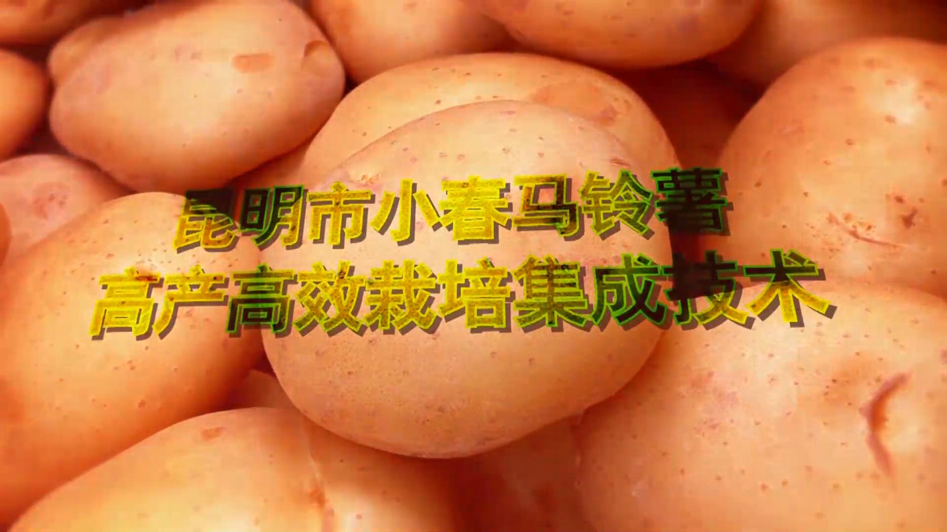 昆明市小春马铃薯高产高效栽培集成技术宣传